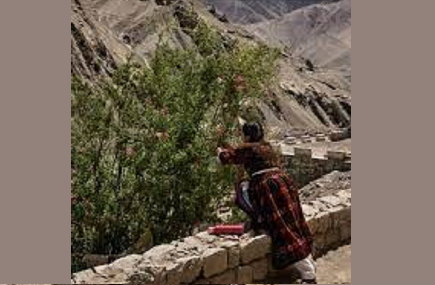 Organix Ladakh Ratanjot Oil - Image 3