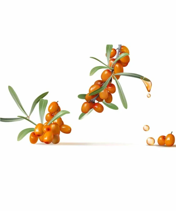 Ladakh Essentials Sea Buckthorn Seed Oil - Image 2